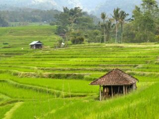 Berkontribusi besar, ini peran ekonomi desa dalam mendorong transformasi Indonesia