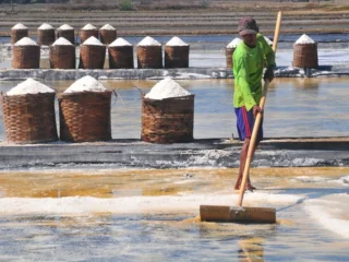 Sedang menggarap proyek, Nindya Karya: Tambak garam Rote Ndao dorong swasembada nasional