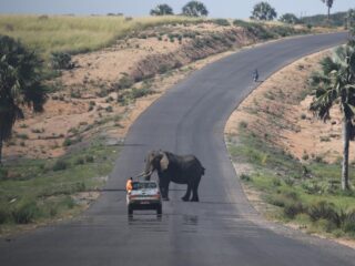 Tiga pegawai otoritas pajak Uganda tewas usai mobil tabrak Gajah di taman nasional
