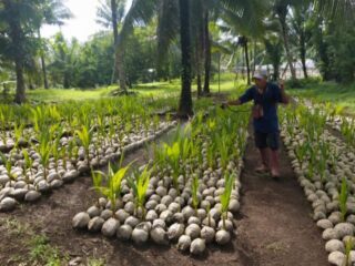Selesai diverifikasi, BRMP siap salurkan 39.861 bibit kelapa ke petani di Sulut