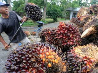SPKS nilai kebijakan ekspor CPO berisiko tekan harga sawit petani