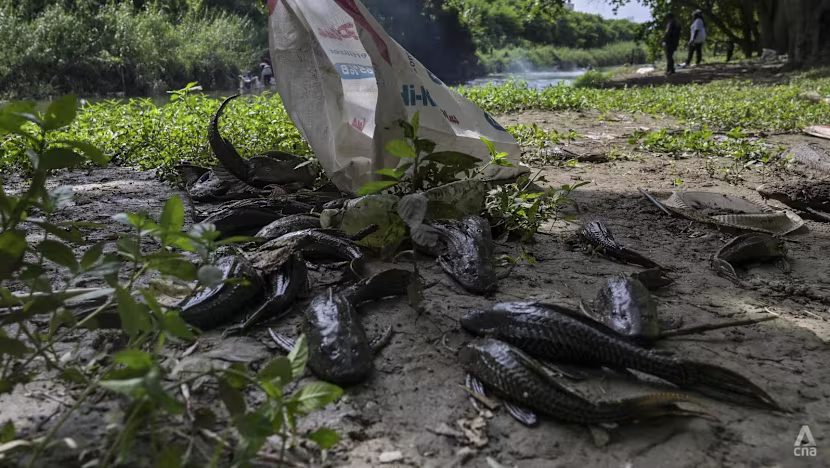 Tak hanya Jakarta, ikan sapu-sapu juga menyerang Malaysia dan Filipina