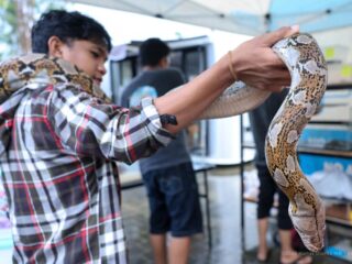 IKN hadirkan pameran reptil eksotis, pengunjung antusias belajar dunia satwa