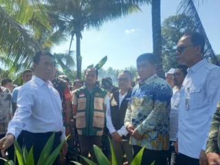 "Ada bibit kecil tidak layak", Mentan minta aparat hukum awasi ketat pengembangan kelapa di Sulut