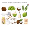 nata de coco air kelapa