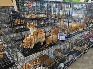 Polisi Vietnam selamatkan ratusan kucing curian yang akan dikonsumsi