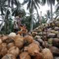 Tempurung kelapa untuk arang briket