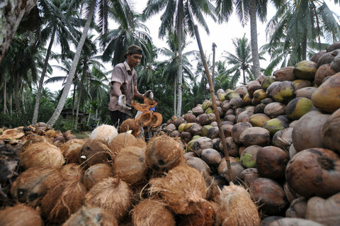 Tempurung kelapa untuk arang briket