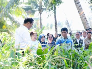 Kementan tambah kuota jagung Sulut jadi 50 ribu hektar, Gubernur Yulius Selvanus tuai apresiasi