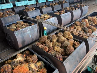 Limbah Kelapa Sawit berpotensi diolah jadi produk UMKM bernilai tambah