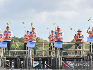 Hari Mangrove Sedunia 2026: Menteri KP tegaskan rehabilitasi tidak boleh berhenti di penanaman