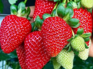 Sejumlah buah yang dapat membantu menjaga kesehatan otak di masa tua
