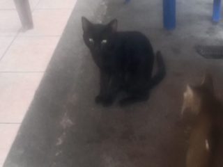 Manfaat Kesehatan memelihara kucing