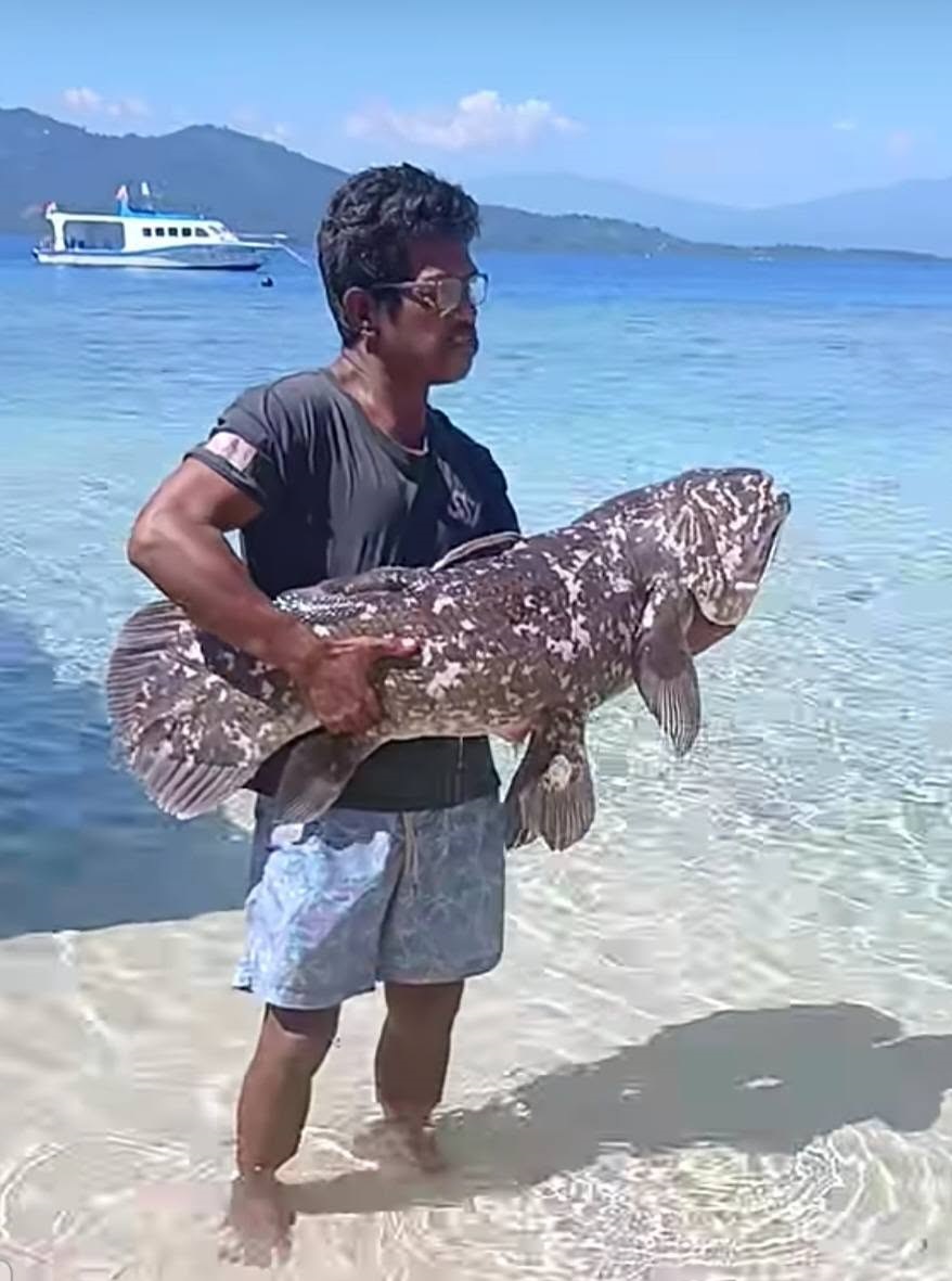 Ikan purba Coelacanth