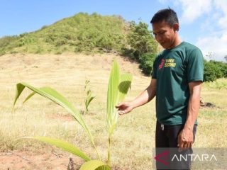 Gorontalo tancap gas tanam 10 ribu hektare kelapa, hilirisasi siap dongkrak ekonomi petani