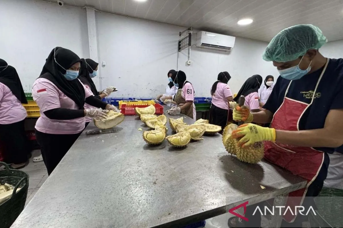Sulteng ekspor durian