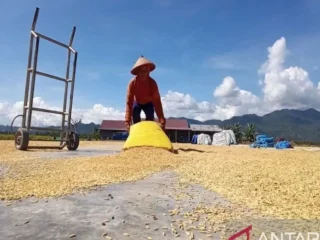 Parigi Moutong menggebrak! Surplus beras tembus 130 ribu ton, produksi pangan makin menggila
