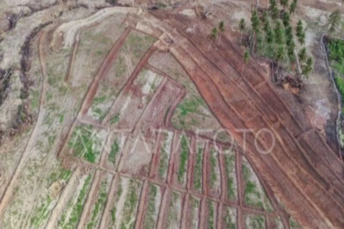 lahan cetak sawah baru