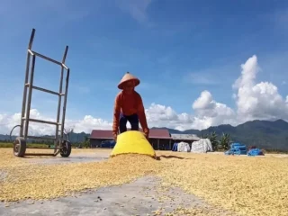 Serapan gabah Bulog Sulteng tembus 11 ribu ton, tinggal redikit lagi lewati target!