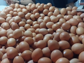 Harga telur dan ayam anjlok, ini langkah cepat pemerintah