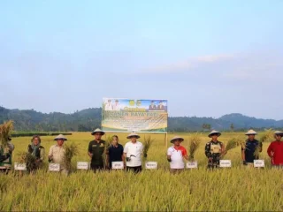 Benih M70D untuk 13.065 hektare, Parigi Moutong bidik lonjakan produksi padi