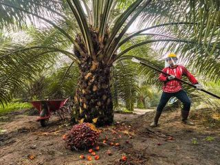 Mulai 2029, Kemenko Perekonomian tegaskan pekebun sawit wajib kantongi sertifikat ISPO
