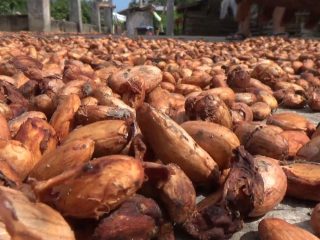 Kuasai 49 persen industri Asia, pengolahan kakao RI melonjak 30 persen