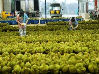 Gubernur Anwar Hafid: Cita-cita kita Sulawesi Tengah menjadi raja durian dunia