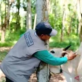 penyakit mulut dan kuku
