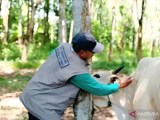 Tiga belas ribu sapi Sulteng sudah divaksin PMK, kasus mulai melandai!