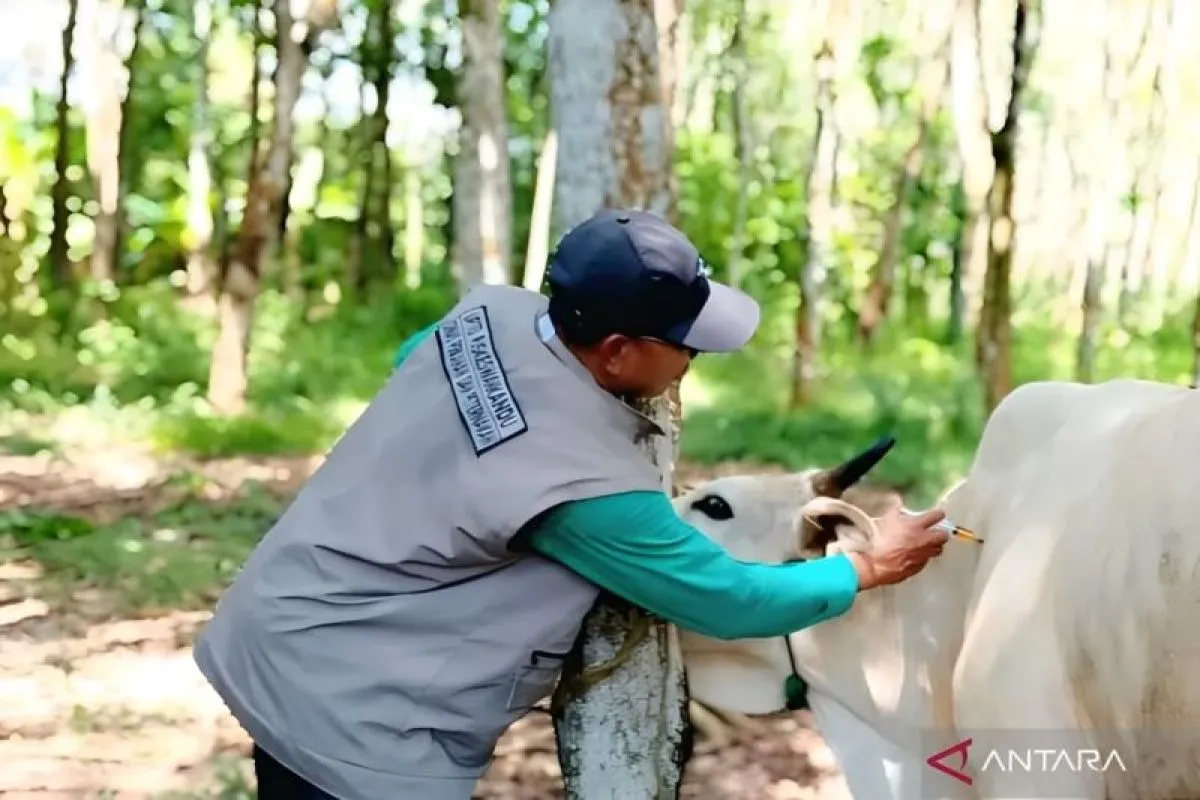 penyakit mulut dan kuku