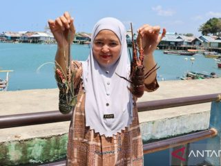 Lobster tak sekadar dijual mentah, pengepul di Boalemo sulap jadi kuliner bernilai jutaan rupiah
