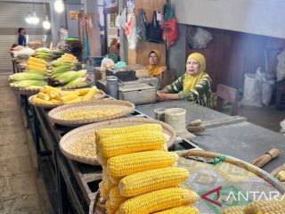 Terungkap! Komoditas jagung masih jadi penyelamat ekonomi Gorontalo, ini alasannya