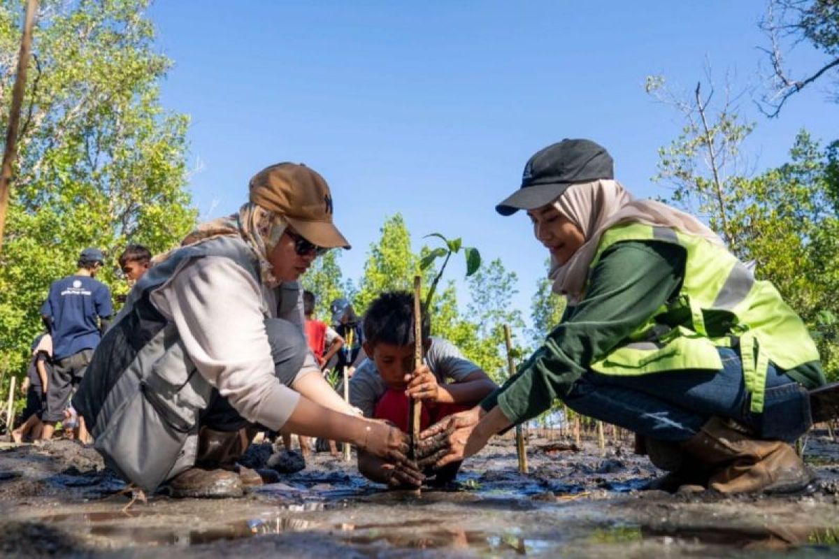 pohon mangrove