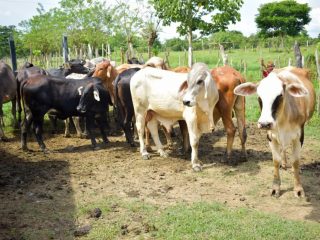 El Nino sebabkan 9.865 sapi mati di Kolombia