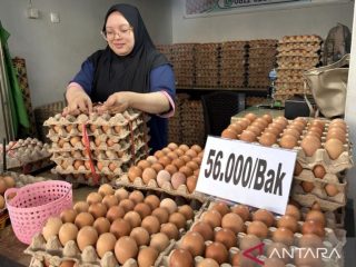 Harga telur di Gorontalo tembus Rp56 ribu, permintaan Walima bikin penjualan melonjak