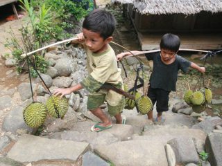 Panen raya durian di Lebak Banten geliatkan ekonomi, perputaran uang tembus ratusan juta rupiah per hari