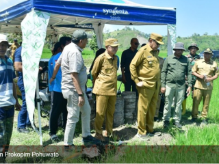 cetak sawah