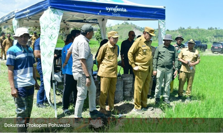 cetak sawah