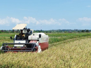 Kemarau ekstrem 2026 petani padi harus siap siap beralih ke jagung