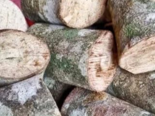 Kayu ular dari Papua jadi buruan pasar herbal internasional
