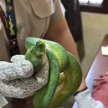 Ular Papua diamankan Karantina