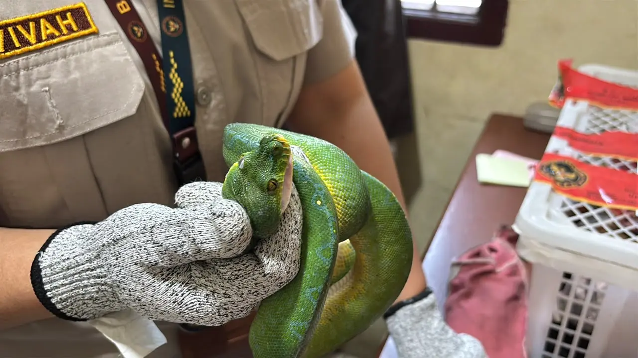 Ular Papua diamankan Karantina