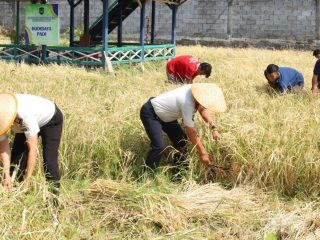 Lapas Amurang Menyertakan Warga Binaan Jaga Ketahanan Pangan