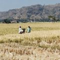Sawah Desa Bulalo