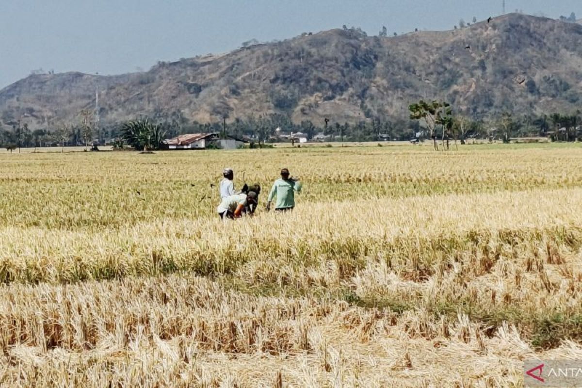 Sawah Desa Bulalo