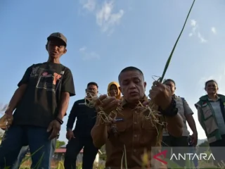 Panen 400 kilogram, Kota Palu genjot hortikultura untuk jaga pangan dan garga