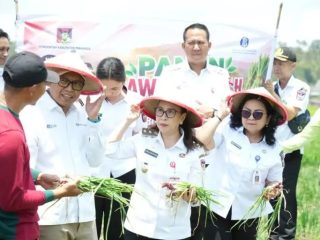 Panen bawang merah di Langowan, Wabup Minahasa bersama BI Sulut dorong penguatan produksi pangan di daerah