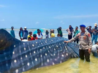 Terdampar di Wakatobi, Hiu Paus panjang sembilan meter ditemukan mati