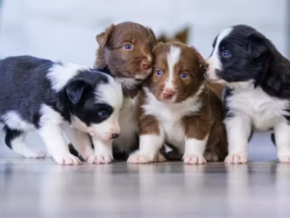 Momen manis! Induk anjing jalanan dan anak-anaknya yang menggemaskan mendapatkan ‘uluran tangan’ yang sangat dibutuhkan
